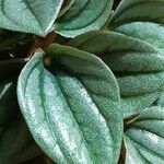 Peperomia albovittata Ліст