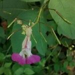 Impatiens balfourii 花