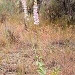 Penstemon palmeri Hábito