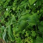 Polygonatum biflorum Foglia