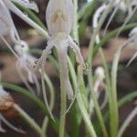 Habenaria procera Flor
