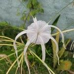 Hymenocallis occidentalis Flor