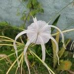 Hymenocallis occidentalis പുഷ്പം