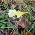 Narcissus bulbocodiumFlor