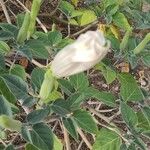 Datura innoxiaFlower