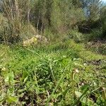 Arisarum vulgareFlower