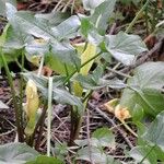 Arum concinnatum Frunză