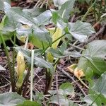 Arum concinnatum Hoja