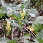 Arum concinnatum Leaf