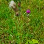 Carduus carduelis Flower