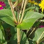 Silphium perfoliatum Blad