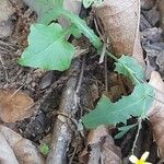 Lactuca muralis Habit