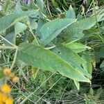 Lysimachia vulgaris Leaf