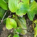 Gloxinia perennis Blad