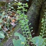 Collinsonia canadensis Blüte