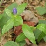Gentiana clausa Hábito