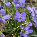 Viola pyrenaica Virág