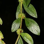 Diodella sarmentosa 葉