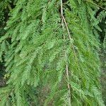 Taxodium distichumLeaf