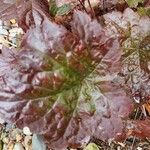 Heuchera sanguineaЛист