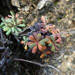 Limonium echioides Folla