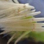 Tolpis staticifolia Flower