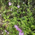 Silene pendulaFiore