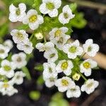 Lobularia maritima Floro