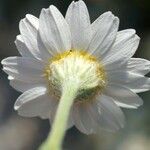 Anthemis tomentosa Flor