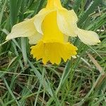 Narcissus bicolor Кветка