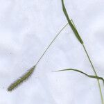 Setaria viridis 花