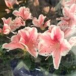 Rhododendron indicum Λουλούδι