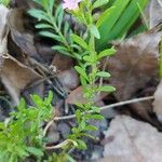 Lythrum hyssopifolia Leaf