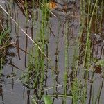 Equisetum fluviatileFolha