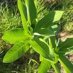 Asclepias purpurascens Leaf