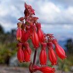 Kalanchoe miniata ᱵᱟᱦᱟ