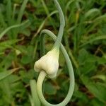 Allium sativum その他の提案