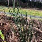 Cytisus scoparius Folha