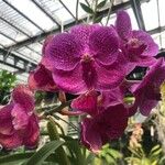 Vanda coerulescens Flor