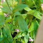 Epilobium hirsutumLeaf