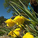 Calochortus amabilis 花