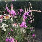 Dierama pulcherrimum Flower