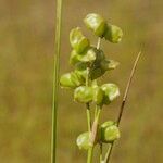 Scheuchzeria palustris Φρούτο