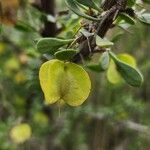 Zygophyllum atriplicoides Fruit