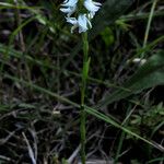 Spiranthes magnicamporum Хабит