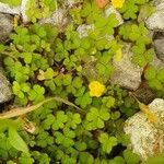 Oxalis exilis Flower