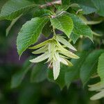 Carpinus betulus Fruit