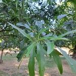 Quercus falcata Fulla