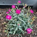 Dianthus caryophyllusFlor