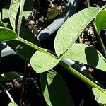 Trifolium montanum Folio